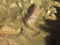 Holothuria pardalis