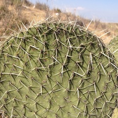 Opuntia huajuapensis