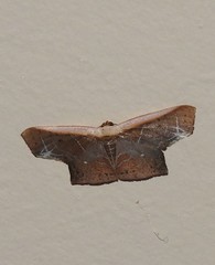 Tessarotis rubrata