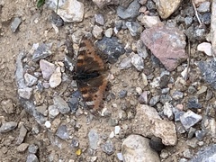 Aglais ladakensis