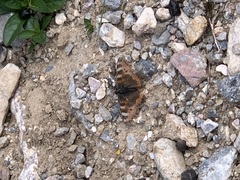 Aglais ladakensis