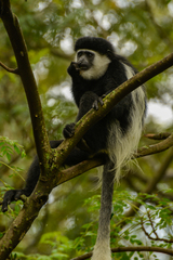 Colobus guereza