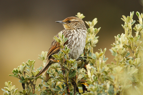 Asthenes flammulata