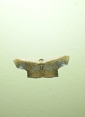 Tessarotis rubrata