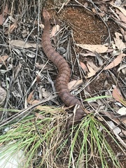 Acanthophis antarcticus