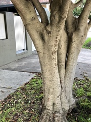 Celtis paniculata