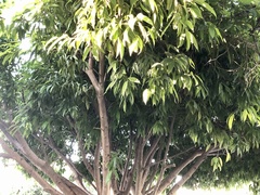 Celtis paniculata
