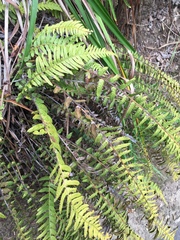 Blechnum parrisiae