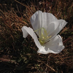 Oenothera tetraptera