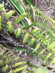 Blechnum parrisiae