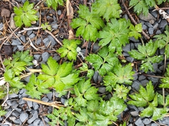 Hydrophyllum tenuipes