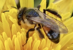 Andrena rosae