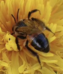 Andrena rosae