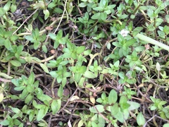 Gratiola sexdentata