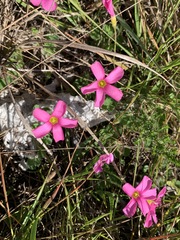 Oxalis imbricata