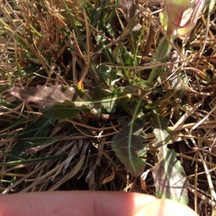 Oenothera tetraptera