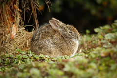 Sylvilagus andinus