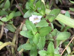 Gratiola sexdentata