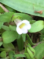 Gratiola sexdentata