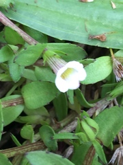 Gratiola sexdentata
