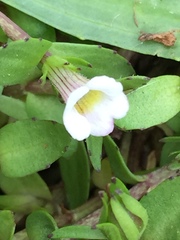 Gratiola sexdentata