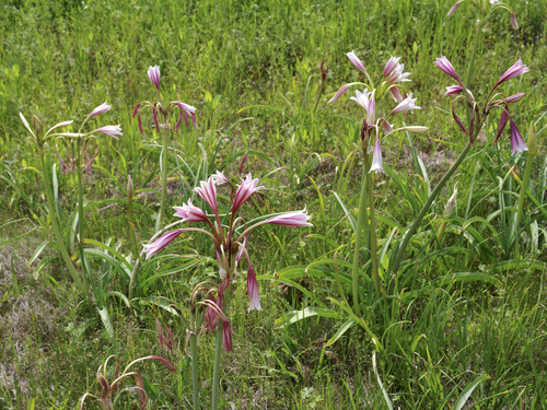 Image of Crinum bulbispermum by (c) Michelle W. （鍾偉瑋）, some rights reserved (CC BY)