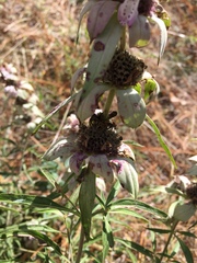 Monarda viridissima