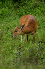 Tragelaphus sylvaticus meneliki