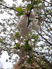 Prunus