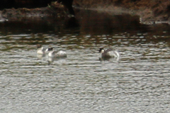 Podiceps occipitalis