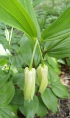 Disporum sessile