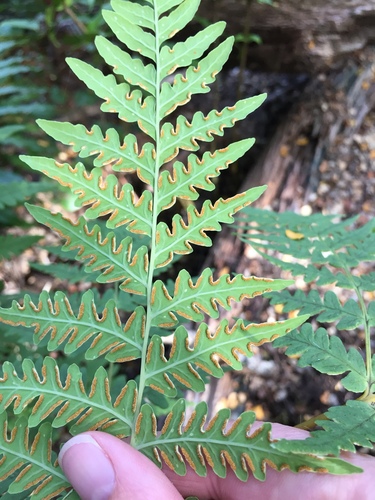 Histiopteris incisa iNat (2)