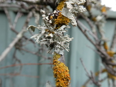 Ramalina glaucescens