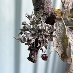 Ramalina glaucescens