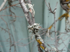 Ramalina glaucescens