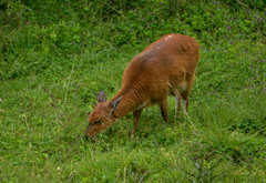 Tragelaphus sylvaticus meneliki