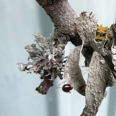 Ramalina glaucescens