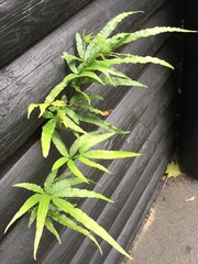 Pteris cretica