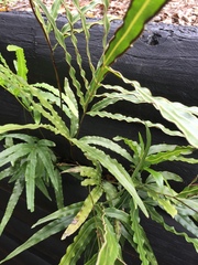 Pteris cretica