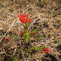Bouvardia ternifolia