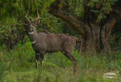 Tragelaphus buxtoni
