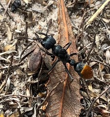 Myrmecia mandibularis