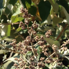 Buddleja cordata