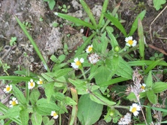 Galinsoga quadriradiata