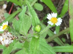Galinsoga quadriradiata