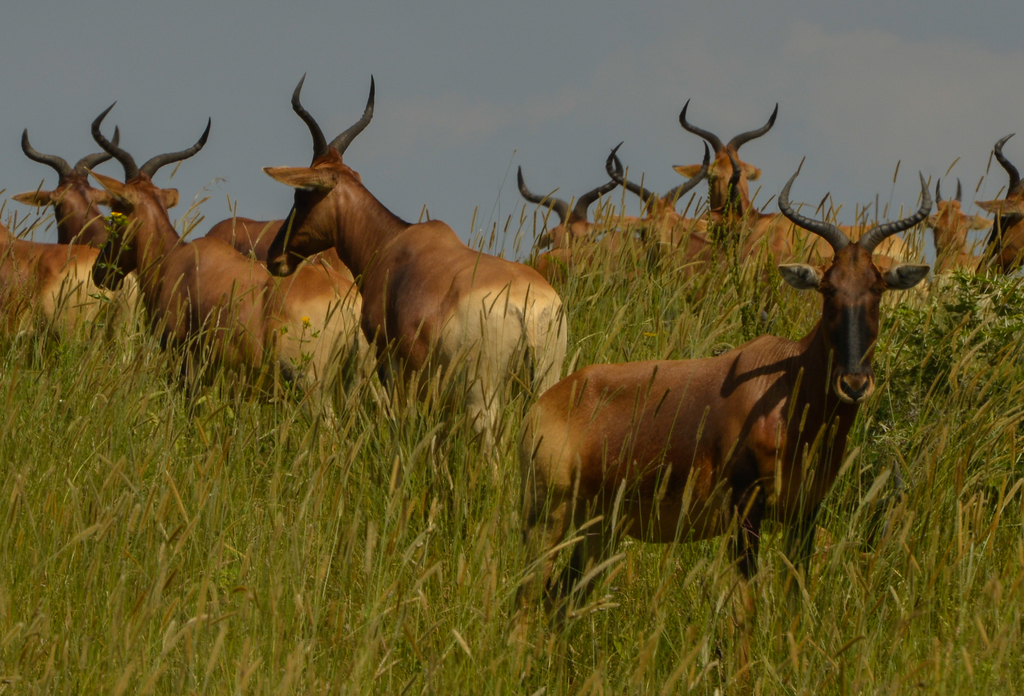 Swayne's Hartebeest in October 2014 by canadianorway · iNaturalist