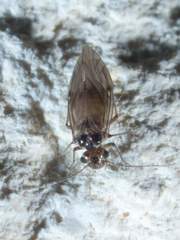 Peripsocus madidus