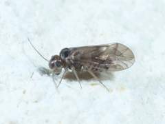 Peripsocus madidus