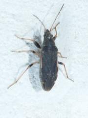 Perigenes similis