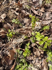 Chelidonium majus